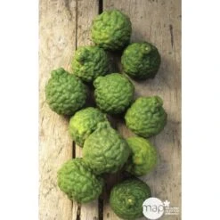 Combava H140/160cm : C35L -Grasses Fleurs Soldes Boutique 784976 003