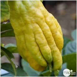 Main De Bouddha : H.140/160cm C35L -Grasses Fleurs Soldes Boutique 784980 001