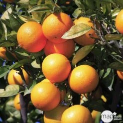 Oranger : H.140/160cm C35L -Grasses Fleurs Soldes Boutique 784983 001