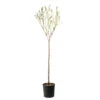 Amandier 'Lauranne'® : 1/2 Tige Pot 15L -Grasses Fleurs Soldes Boutique 798486 1693486