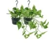Epipremnum Aureum Scindapsus X2 - H25cm, ø15cm - Plante D'intérieur -Grasses Fleurs Soldes Boutique 799de8e96ed4cab0