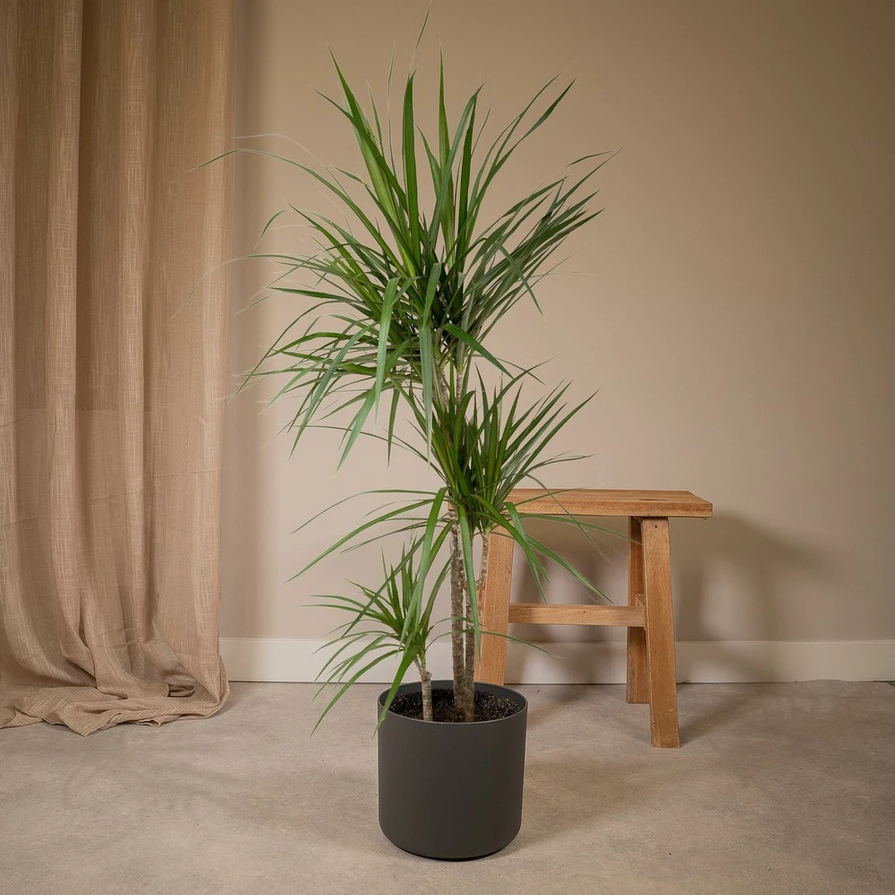 Dracaena Marginata - H115cm, ø21cm - Très Grande Plante D'intérieur 4 Dracaena Marginata - H115cm, ø21cm - Très Grande Plante D'intérieur – Image 2