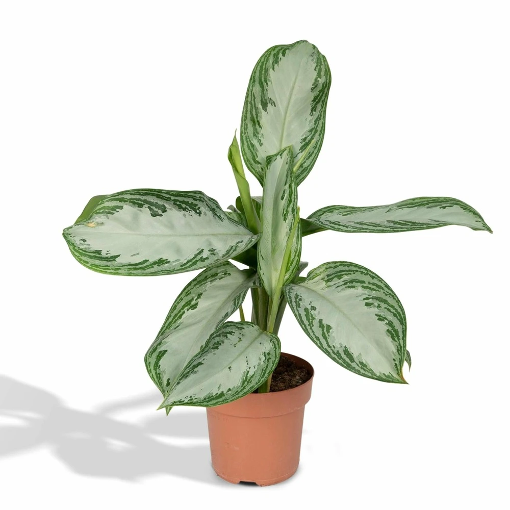 Aglaonema Silver Bay - H55cm, ø17cm - Plante D'intérieur 3 Aglaonema Silver Bay - H55cm, ø17cm - Plante D'intérieur