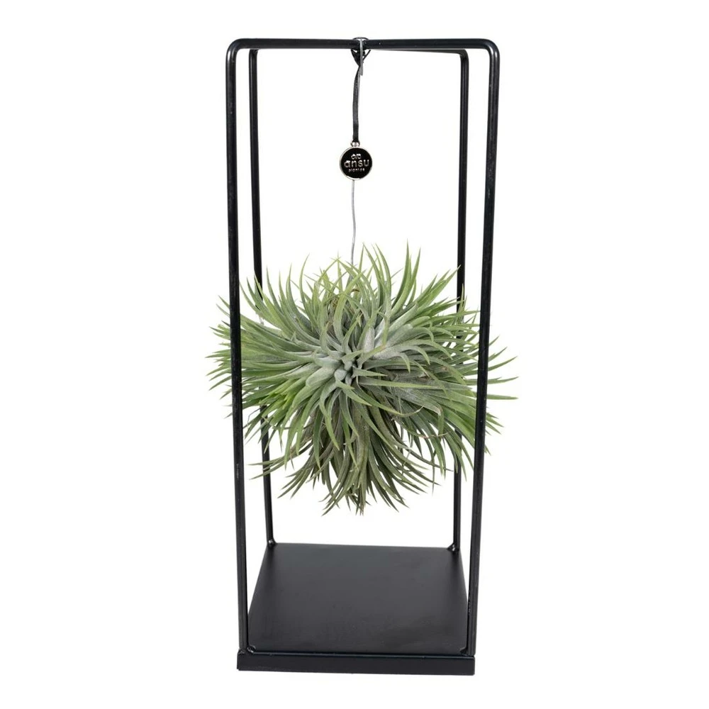 Tillandsia Et Son Support En Cube - H35cm, ø20cm - Plante D'intérieur Tombante 3 Tillandsia Et Son Support En Cube - H35cm, ø20cm - Plante D'intérieur Tombante
