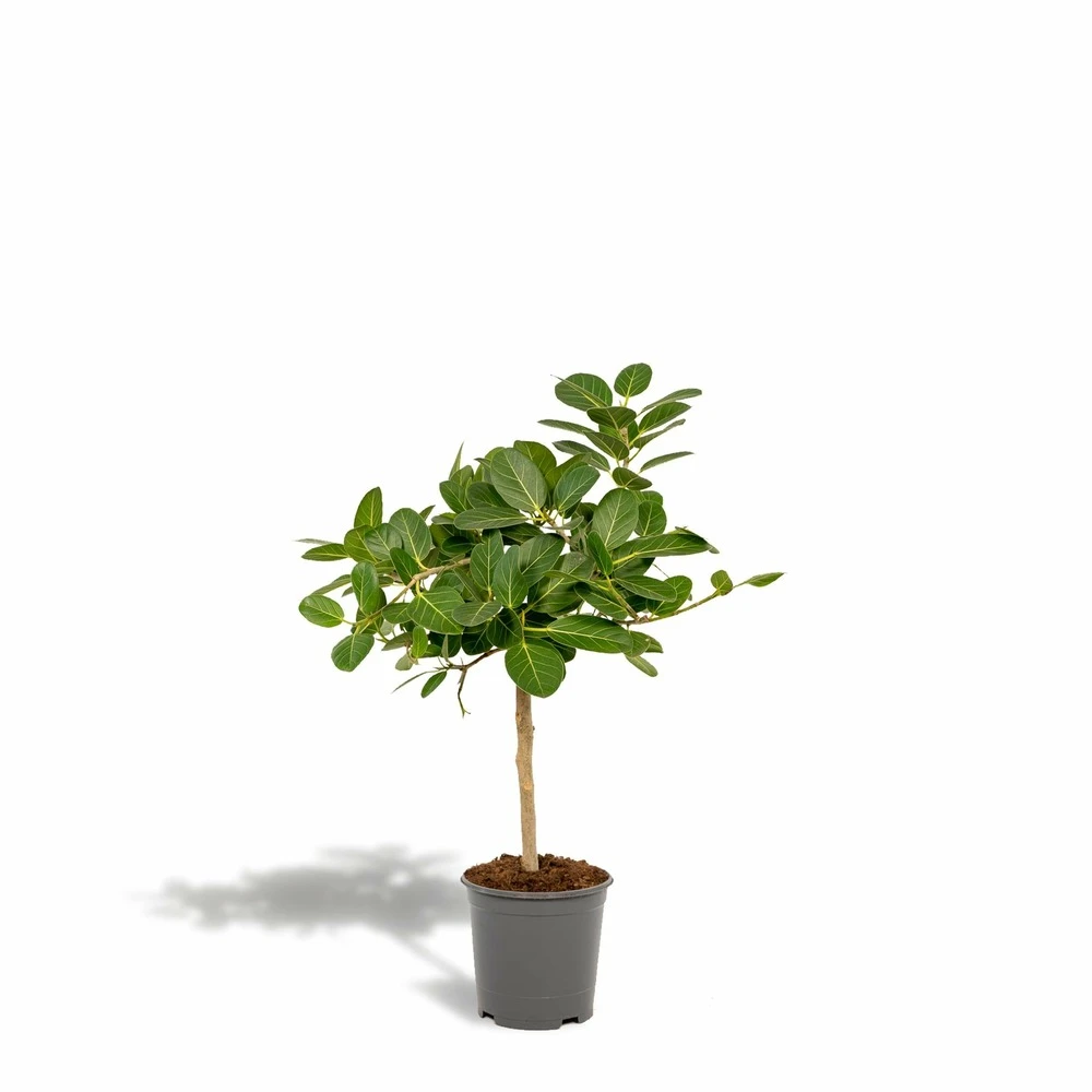 Ficus Benghalensis - H75cm, ø21cm - Grande Plante D'intérieur 3 Ficus Benghalensis - H75cm, ø21cm - Grande Plante D'intérieur