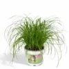 Herbe à Chat - H20cm, ø12cm - Plante D'intérieur -Grasses Fleurs Soldes Boutique 812e1731a220e772