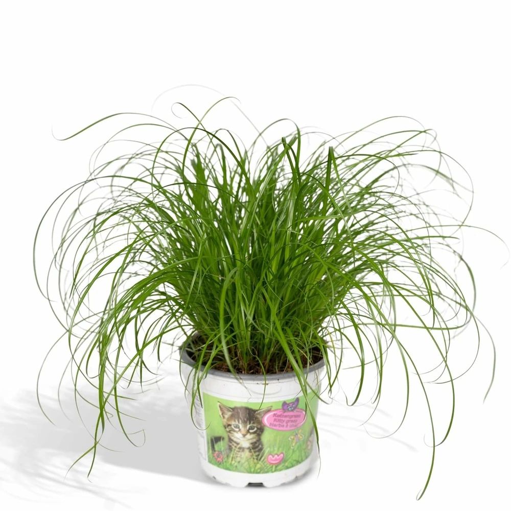 Herbe à Chat - H20cm, ø12cm - Plante D'intérieur 3 Herbe à Chat - H20cm, ø12cm - Plante D'intérieur