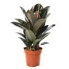 Ficus Elastica 'Abidjan': D.24xh.75cm -Grasses Fleurs Soldes Boutique 827090 002