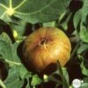 Figuier 'Madeleine Des 2 Saisons':pot 5L 1 Figuier 'Madeleine Des 2 Saisons':pot 5L -Grasses Fleurs Soldes Boutique 831275 001