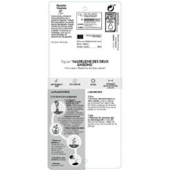 Figuier 'Madeleine Des 2 Saisons':pot 5L -Grasses Fleurs Soldes Boutique 831275 002