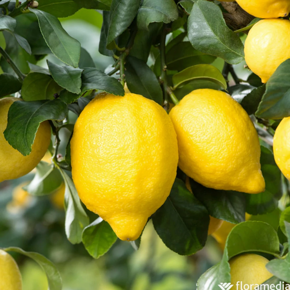 Citronnier : Pot 45L 3 Citronnier : Pot 45L