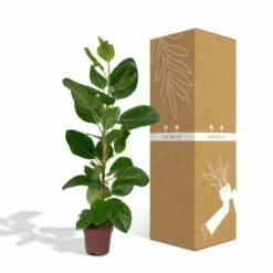 Ficus Altissima - H85cm, ø21cm - Grande Plante D'intérieur 9 Ficus Altissima - H85cm, ø21cm - Grande Plante D'intérieur -Grasses Fleurs Soldes Boutique 86f7d577990ab096
