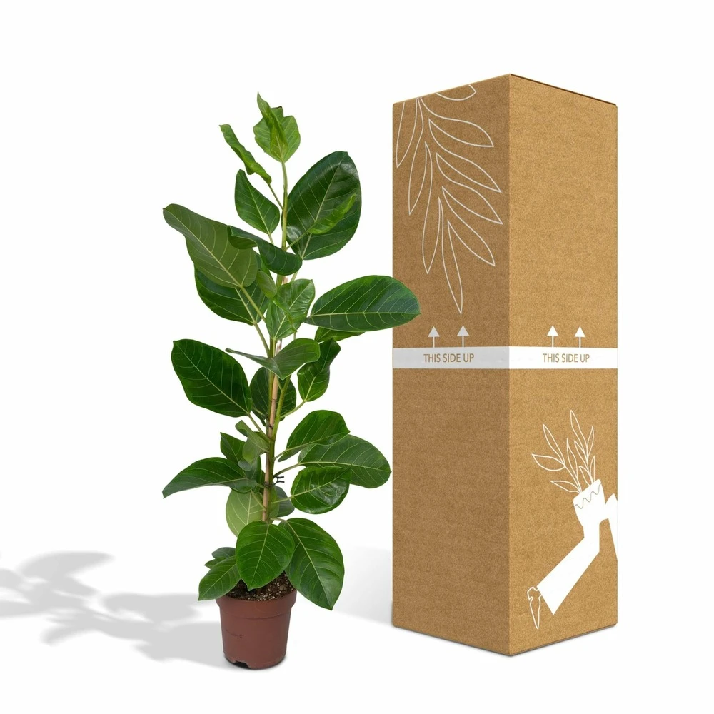 Ficus Altissima - H85cm, ø21cm - Grande Plante D'intérieur 5 Ficus Altissima - H85cm, ø21cm - Grande Plante D'intérieur – Image 3