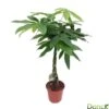 Pachira Aquatica:Tige Tressée H80 Cm Pot D19 Cm -Grasses Fleurs Soldes Boutique 873307 002