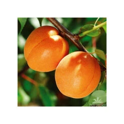 Abricotier Hargrand : Gobelet 3 Ans D'âge Ctr 12 Litres -Grasses Fleurs Soldes Boutique 88699 004