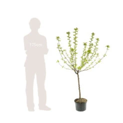 Abricotier Hargrand : Gobelet 3 Ans D'âge Ctr 12 Litres -Grasses Fleurs Soldes Boutique 88699 006