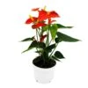 Fleur De Flamant Rose - Anthurium Andreanum - Anthurium - Pot 12cm - "orange Champion -Grasses Fleurs Soldes Boutique 8894f3b56c4431eb
