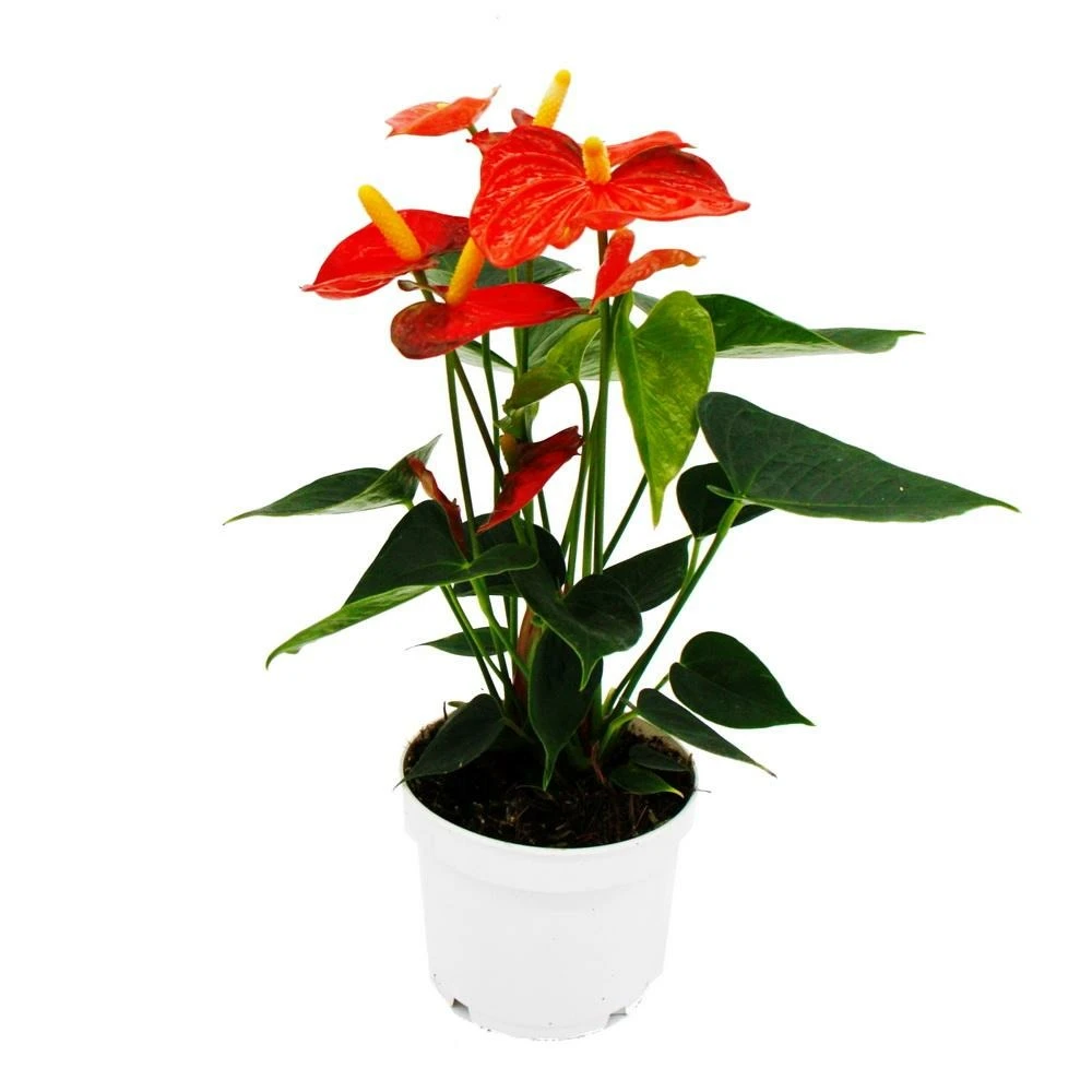 Fleur De Flamant Rose - Anthurium Andreanum - Anthurium - Pot 12cm - "orange Champion 3 Fleur De Flamant Rose - Anthurium Andreanum - Anthurium - Pot 12cm - "orange Champion
