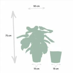 Calathea Médaillon Et Son Panier Naturel - H65cm, ø19cm - Plante D'intérieur -Grasses Fleurs Soldes Boutique 88aeffa7f615bfa9