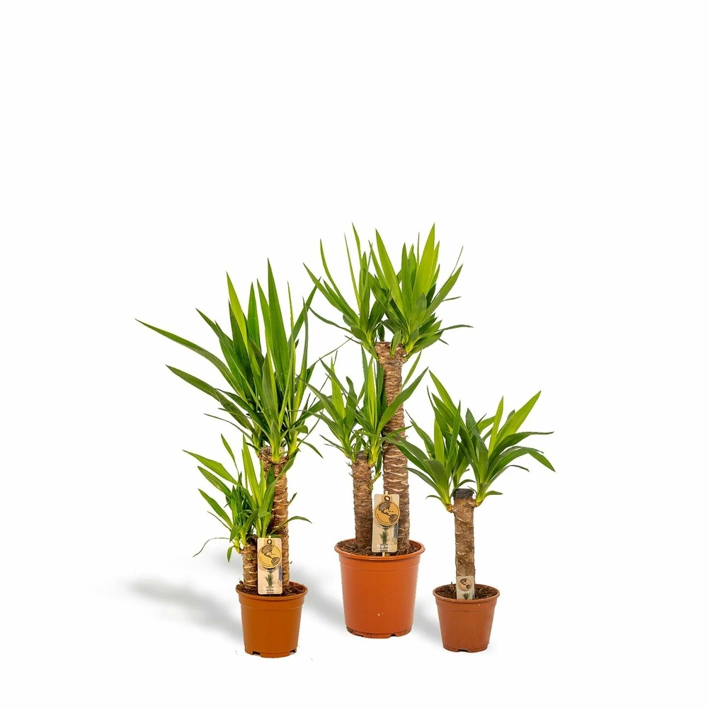 Yucca X3 - Grandes Plantes D'intérieur 3 Yucca X3 - Grandes Plantes D'intérieur