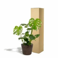 Delicious Monstera Et Son Panier Noir - H80cm, ø21cm - Plante D'intérieur -Grasses Fleurs Soldes Boutique 8db70039d6a4af95
