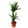 Palmier Yucca - Lis De Palmier - 2 Troncs Ronds - Env. 80-100cm De Haut -Grasses Fleurs Soldes Boutique 8e1605207221f41c