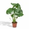Monstera Deliciosa - H55cm, ø17cm - Plante D'intérieur -Grasses Fleurs Soldes Boutique 904b8032eb492a67