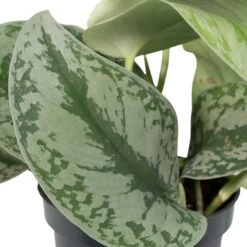 Pothos Scindapsus Pictus Epipremnum - H15cm, ø12cm - Plante D'intérieur Tombante -Grasses Fleurs Soldes Boutique 91f3aa483a43f05f