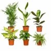 Box Suprise X6 - Plantes D'intérieur -Grasses Fleurs Soldes Boutique 93a455c4678b46e6