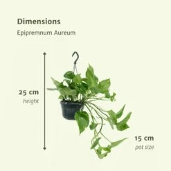 Epipremnum Aureum Scindapsus X2 - H25cm, ø15cm - Plante D'intérieur -Grasses Fleurs Soldes Boutique 93ca32c9cb6f13ca