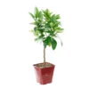 Oranger Calabraise Bio:pot 3L -Grasses Fleurs Soldes Boutique 951689 1710457