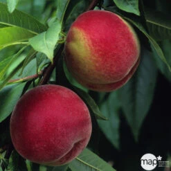 Pêcher à Chair Blanche Amsden, Bio, Gobelet -Grasses Fleurs Soldes Boutique 952755 1774732