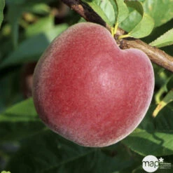 Pêcher à Chair Jaune JH Hale BIO, Gobelet 2 Ans 8 Pêcher à Chair Jaune JH Hale BIO, Gobelet 2 Ans -Grasses Fleurs Soldes Boutique 952757 1774771