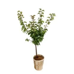 Abricotier Armeniaca Paviot, Bio : Gobelet 2 Ans -Grasses Fleurs Soldes Boutique 952761 003