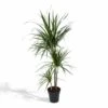 Dracaena Marginata - H115cm, ø21cm - Très Grande Plante D'intérieur -Grasses Fleurs Soldes Boutique 95964dc454fd3161