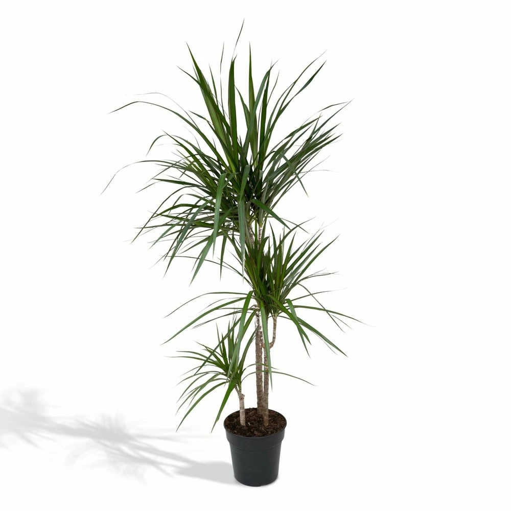 Dracaena Marginata - H115cm, ø21cm - Très Grande Plante D'intérieur 3 Dracaena Marginata - H115cm, ø21cm - Très Grande Plante D'intérieur