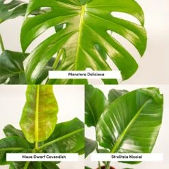 Monstera Deliciosa, Bananier Musa, Strelitzia Nicolai - Grandes Plantes D'intérieur -Grasses Fleurs Soldes Boutique 964644ac6b97da9d