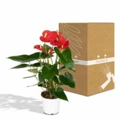 Anthurium Rouge - H40cm, ø12cm - Plante D'intérieur 11 Anthurium Rouge - H40cm, ø12cm - Plante D'intérieur -Grasses Fleurs Soldes Boutique 972096c3ef4e7808