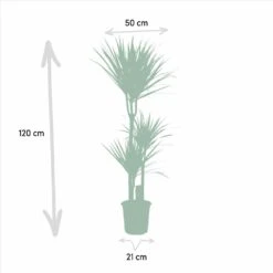 Yucca, Dracaena, Duo De Plantes - Grandes Plantes D'intérieur -Grasses Fleurs Soldes Boutique 9da9357d44230960