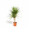Dracaena Marginata - H90cm, ø17cm - Grande Plante D'intérieur -Grasses Fleurs Soldes Boutique 9fabe082be1ea5c3