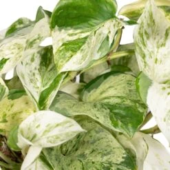 Epipremnum Happy Leaf Scindapsus - H15cm, ø12cm - Plante D'intérieur Tombante -Grasses Fleurs Soldes Boutique 9ff0fe9832ba9055