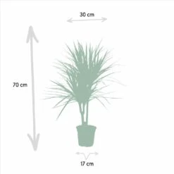 Dracaena Marginata - H90cm, ø17cm - Grande Plante D'intérieur -Grasses Fleurs Soldes Boutique a10a0eaf2b955cc4