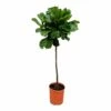 Ficus Lyrata Xl - H150cm, ø30cm - Très Grande Plante D'intérieur -Grasses Fleurs Soldes Boutique a25d2540f33ff31e