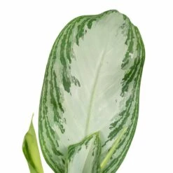 Aglaonema Silver Bay - H55cm, ø17cm - Plante D'intérieur 9 Aglaonema Silver Bay - H55cm, ø17cm - Plante D'intérieur -Grasses Fleurs Soldes Boutique a5b31a05b559baea