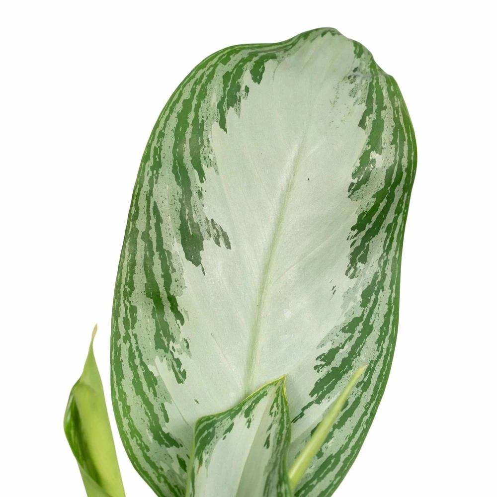 Aglaonema Silver Bay - H55cm, ø17cm - Plante D'intérieur 5 Aglaonema Silver Bay - H55cm, ø17cm - Plante D'intérieur – Image 3