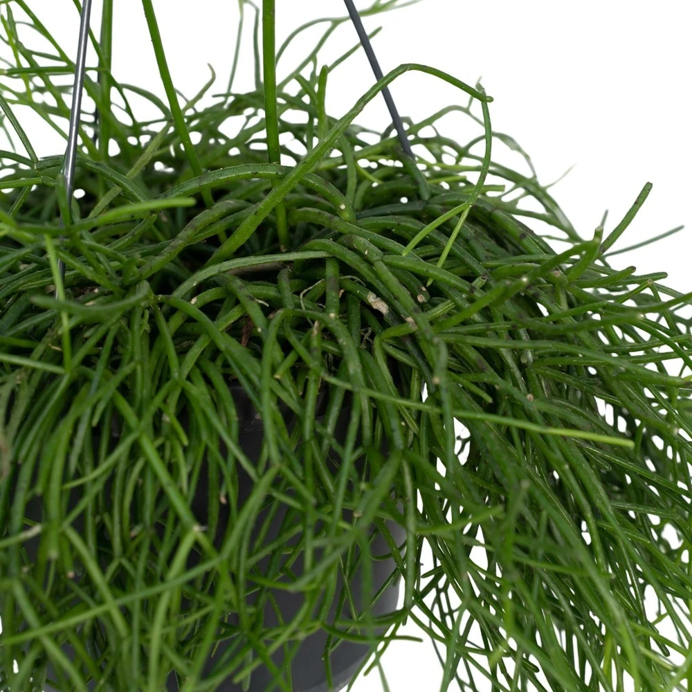 Rhipsalis Baccifera - H30cm, ø12cm - Plante D'intérieur Tombante 4 Rhipsalis Baccifera - H30cm, ø12cm - Plante D'intérieur Tombante – Image 2