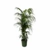 Palmier Kentia Xxxl - H230cm - Très Grande Plante D'intérieur 1 Palmier Kentia Xxxl - H230cm - Très Grande Plante D'intérieur -Grasses Fleurs Soldes Boutique aac5cbd9ad9df002