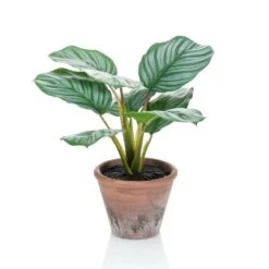 Emerald Calathea Orbifolia Artificiel Terra 32 Cm En Pot