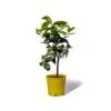 Cedrat Ethrog Bio Tailles:pot De 3 Litres, Hauteur 30/40 Cm 2 Cedrat Ethrog Bio Tailles:pot De 3 Litres, Hauteur 30/40 Cm -Grasses Fleurs Soldes Boutique ae42a36e8dbb1aab