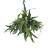 Fougère De Cerf - H50cm, ø21cm - Plante D'intérieur Tombante -Grasses Fleurs Soldes Boutique afb189e162e019dc